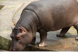 Hippo baby